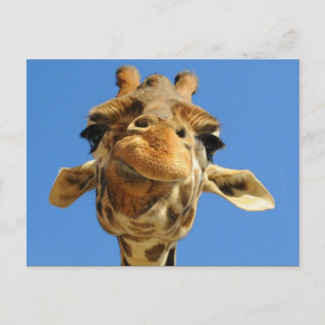 Funny Giraffe Postcard (Front)
