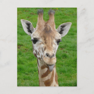 Funny Giraffe Sticking Out Tongue! Postcard