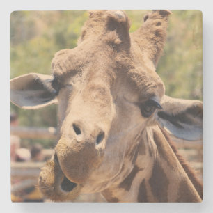 Funny giraffe stone coaster