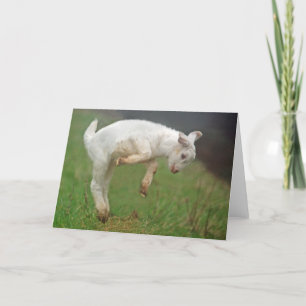 Funny Goat Baby White Goat Jumping in Pasture Card