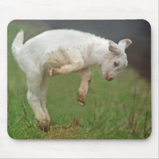 Funny Goat Baby White Goat Jumping in Pasture Mouse Mat