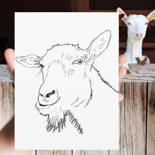 Funny Goat Drawing Postcard