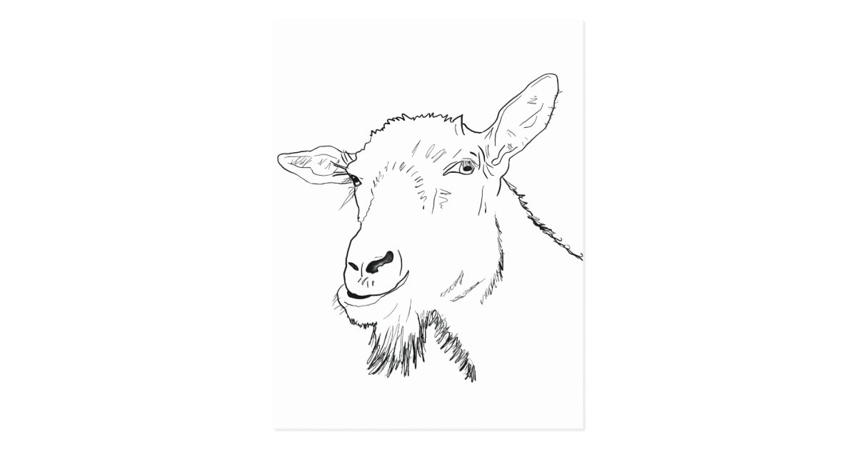 Funny Goat Line Drawing Animal Art Design Postcard | Zazzle.co.uk