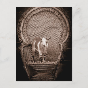 Funny goat postcard
