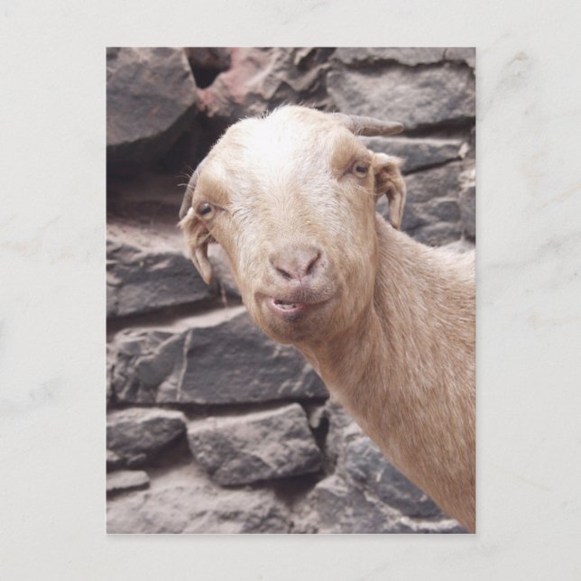 Funny Goat Postcard (Front)