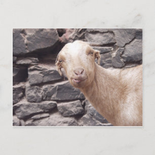 Funny Goat Postcard