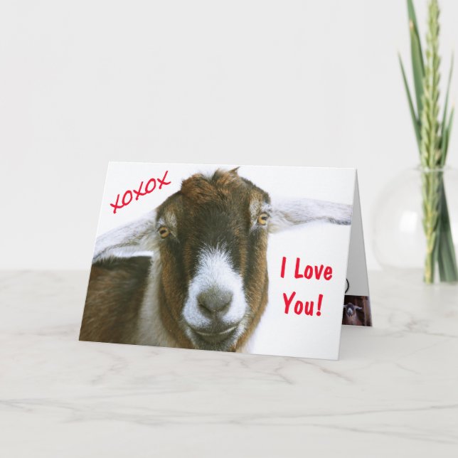 Funny Goat Valentine's Day Holiday Card (Front)