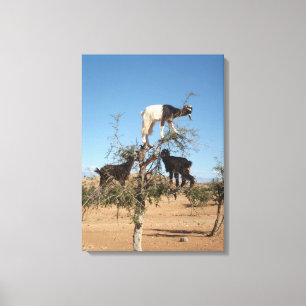 Funny goats in a tree canvas print