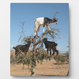 Funny goats in a tree plaque