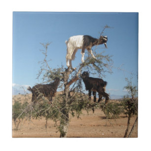 Funny goats in a tree tile