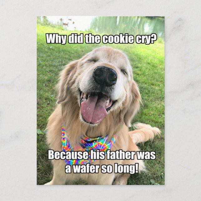 Funny Golden Retriever Cookie Joke Meme Postcard (Front)