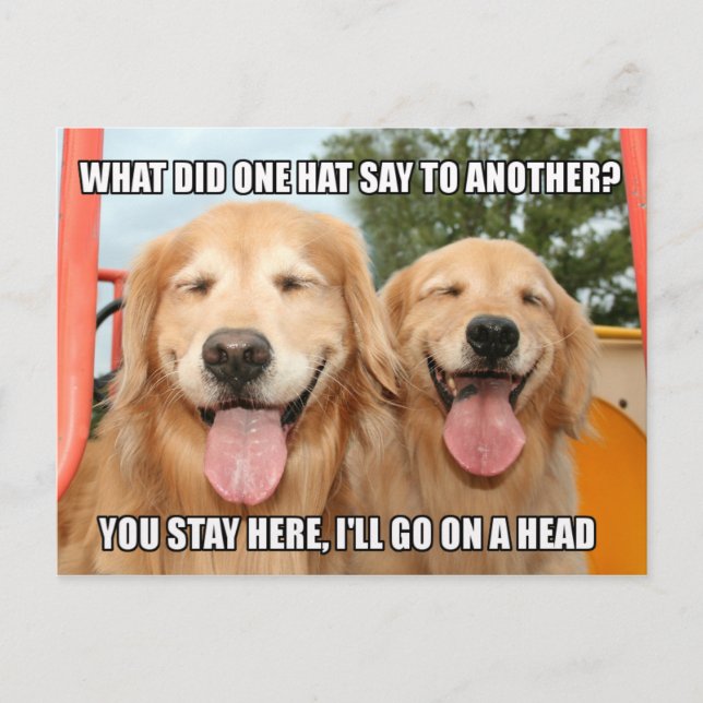 Funny Golden Retriever Hat Joke Meme Postcard (Front)