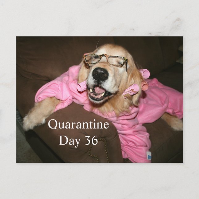 Funny Golden Retriever in Robe Quarantine Joke Postcard (Front)