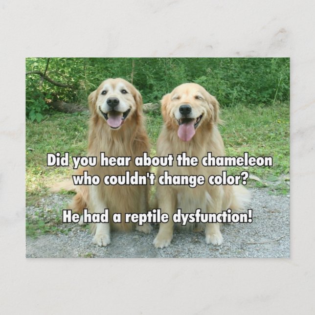 Funny Golden Retriever Reptile Dysfunction Joke Postcard (Front)