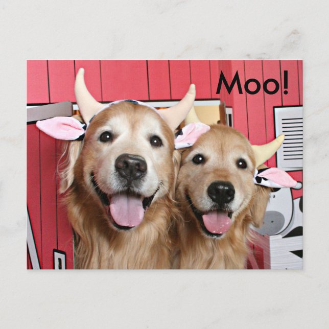 Funny Golden Retrievers in Cow Costumes Halloween Postcard (Front)