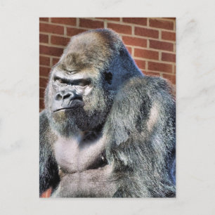 FUNNY GORILLA POSTCARD
