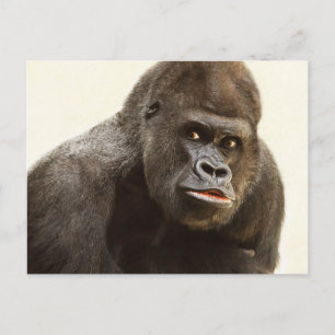 Funny Gorilla postcard