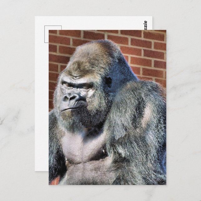 FUNNY GORILLA POSTCARD (Front/Back)