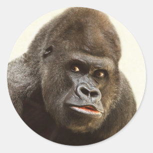 Funny Gorilla stickers