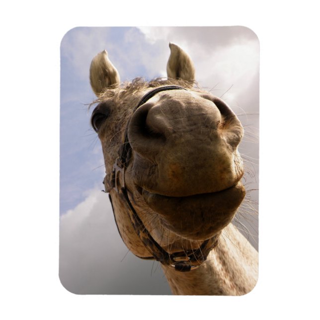 Funny Grey Horse Nose Close Up Magnet (Vertical)