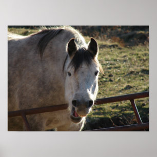 Funny Grey Mare Poster