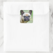Funny Grumpy French Bulldog I Know Your Tricks Square Sticker (Bag)