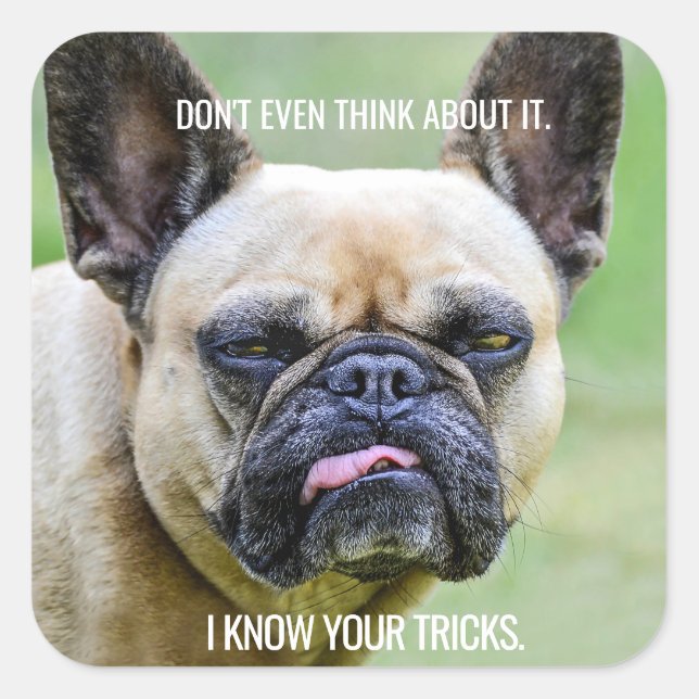 Funny Grumpy French Bulldog I Know Your Tricks Square Sticker (Front)