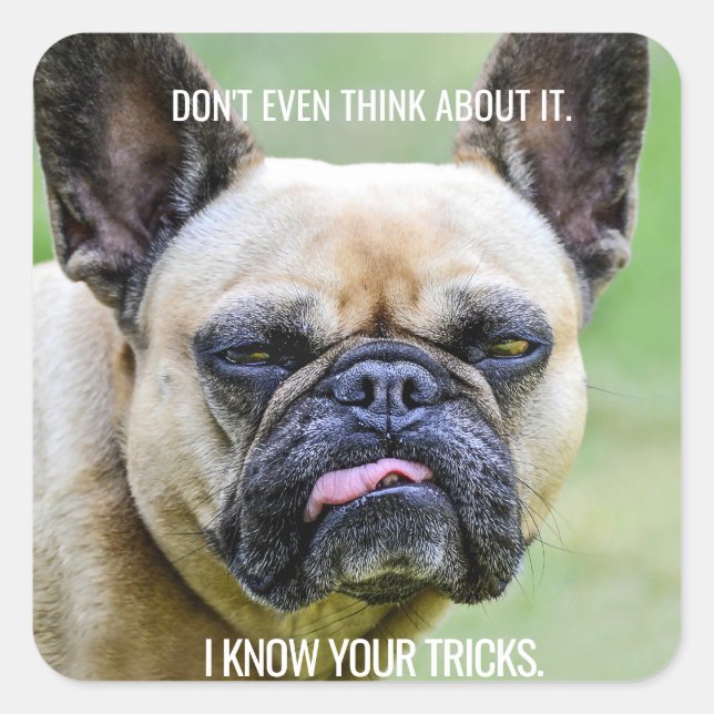 Funny Grumpy French Bulldog I Know Your Tricks Square Sticker (Front)