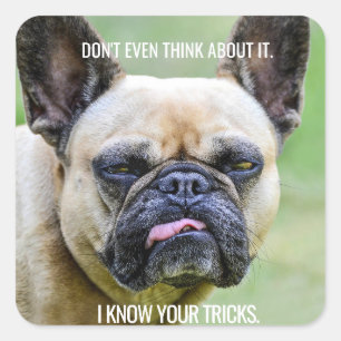 Funny Grumpy French Bulldog I Know Your Tricks Square Sticker