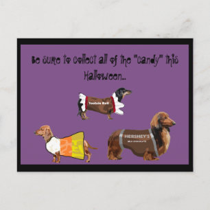 Funny Halloween Collect Candy Dogs Postcard