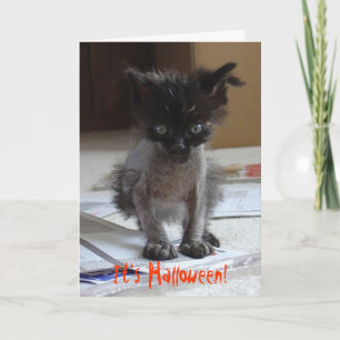 Funny Halloween Zombie Kitty Card