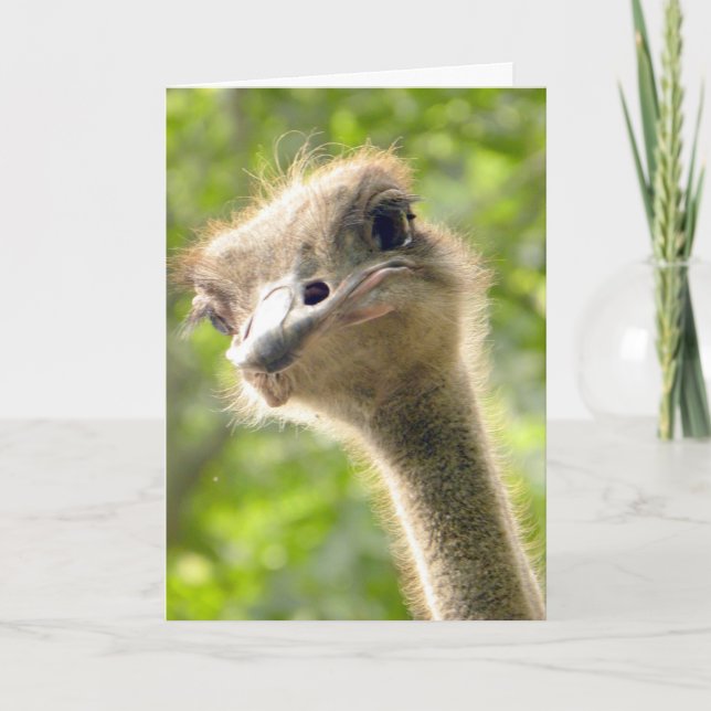 Funny Happy Birthday Card l Ostrich Photography (Front)