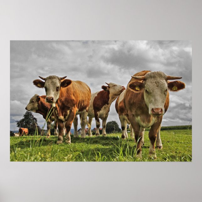 Funny Herd of Cows in Pasture Poster (Front)