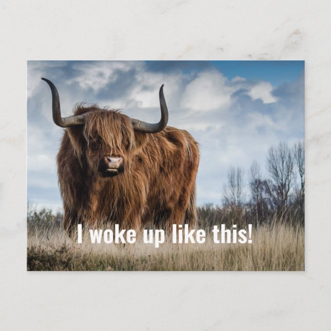 Funny Highland Cow Photo I Woke Up Like This Quote Postcard (Front)
