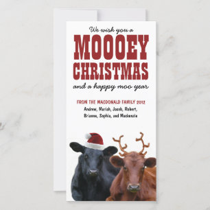 Funny Holiday Cow Couple Mooey Christmas Card