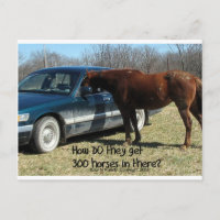 Funny Horse "300 Horse"