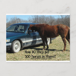 Funny Horse "300 Horse" Postcard