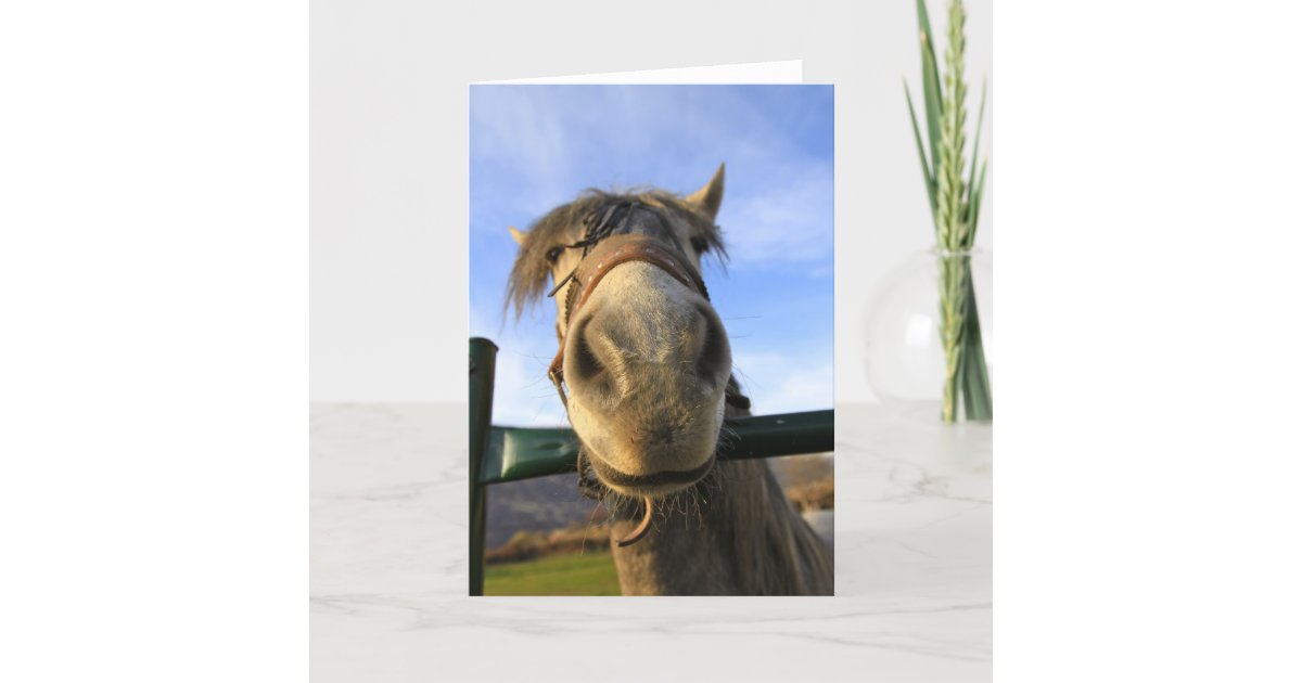Funny Horse Card | Zazzle.co.uk