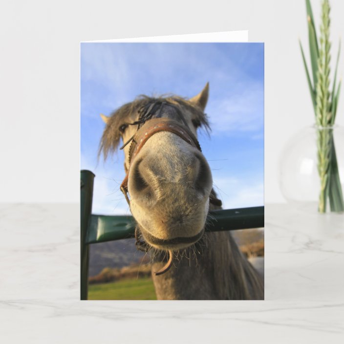 Funny Horse Card | Zazzle.co.uk