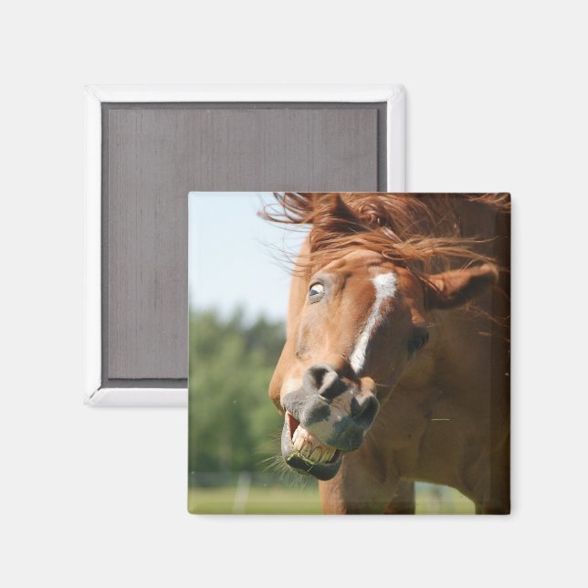 Funny Horse Face with Curled Lips, Crazy Eye Magnet (Front/Back)