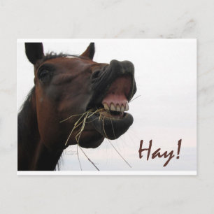 Funny Horse: Hay! Postcard