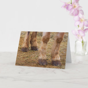 Funny Horse Legs Get Well Card