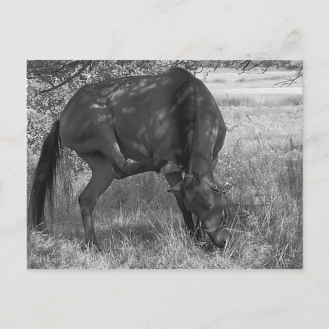 Funny Horse Postcard (Front)