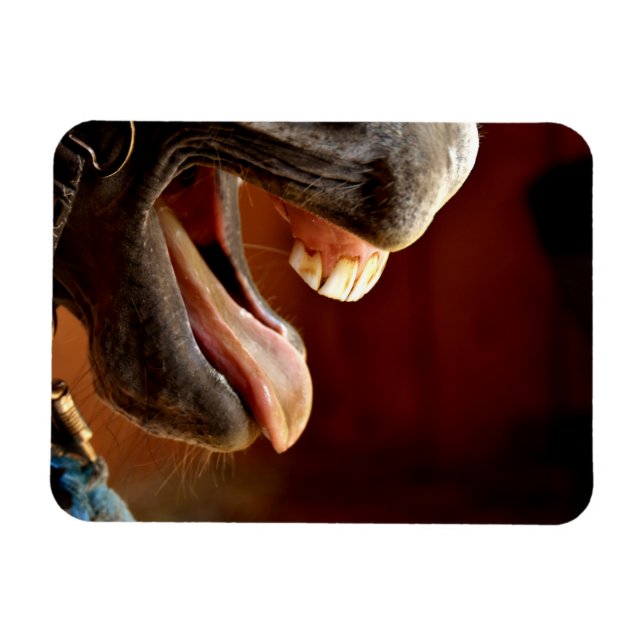Funny Horse with Mouth Open, Tongue Sticking Out Magnet (Horizontal)