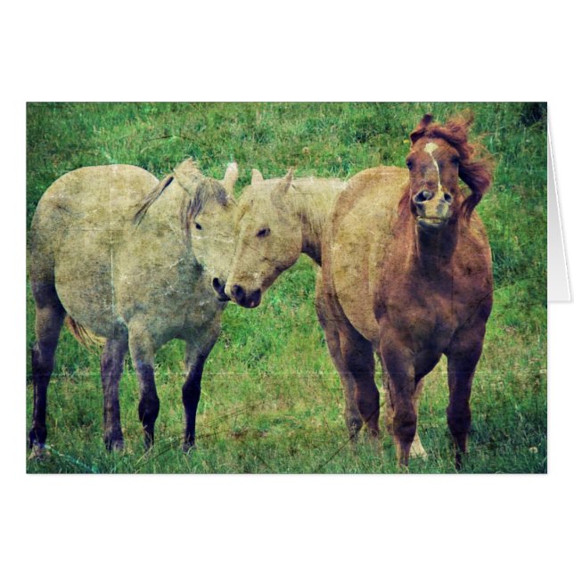 Funny Horses (Front Horizontal)