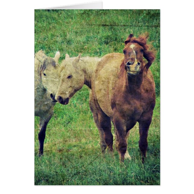 Funny Horses (Front)