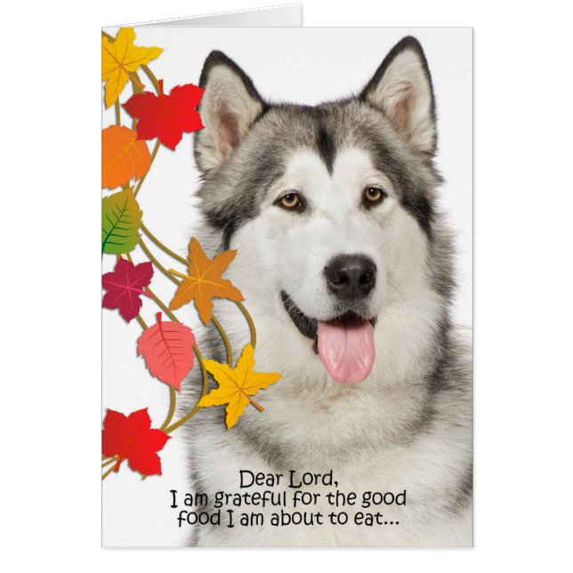 Funny Husky Thanksgiving Card (Front)