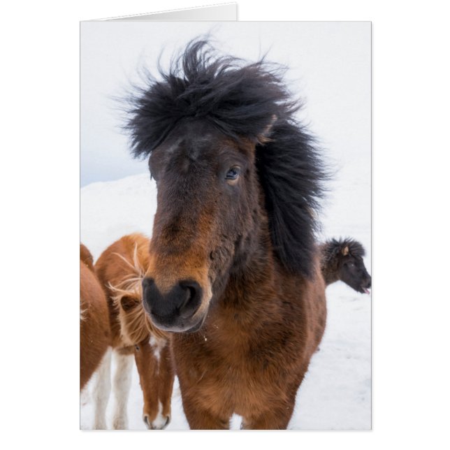 Funny Icelandic Horse Portrait (Front)