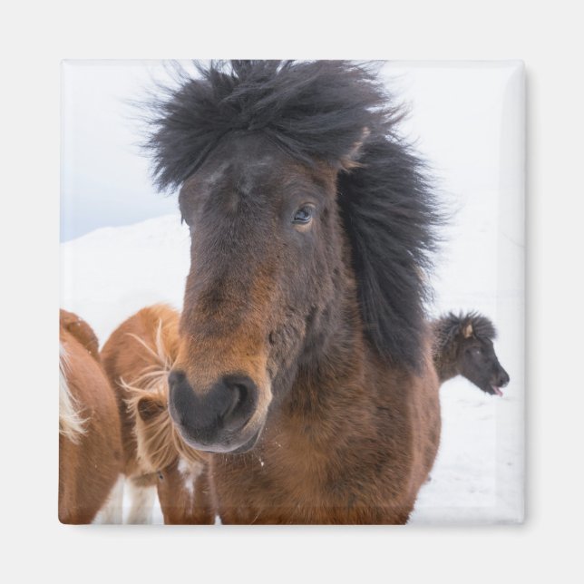 Funny Icelandic Horse Portrait Magnet (Front)