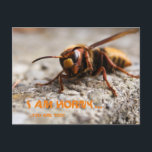 Funny insect hornet slogan postcard<br><div class="desc">Hornet insect photography postcard with funny "i am horny you are too?" text. Fun animal postcard for the funny time in your life!</div>